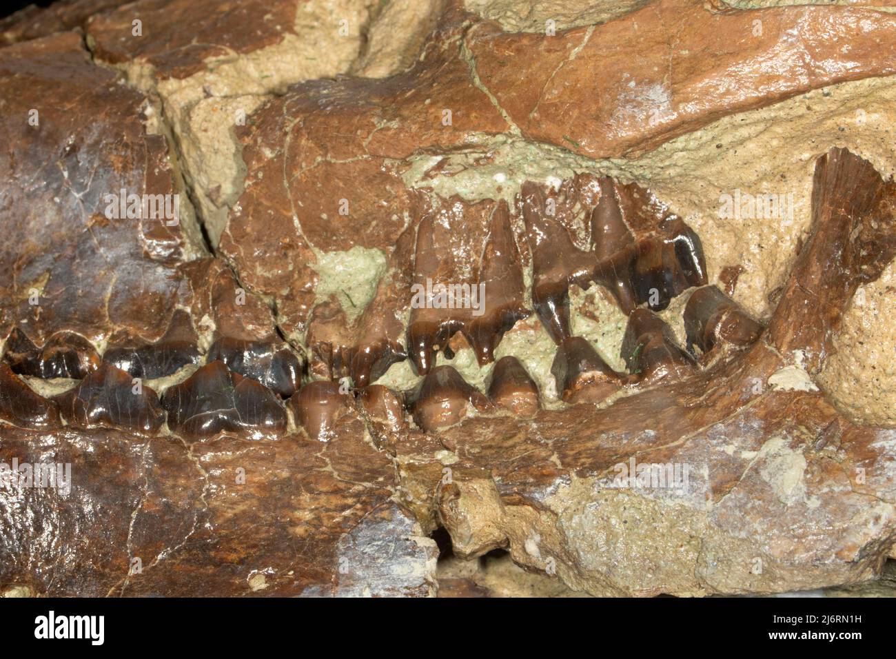 Oreodont Schädelfossil im Thomas Condon Paleontology Center, John Day Fossil Beds National Monument - Sheep Rock Unit, Oregon Stockfoto