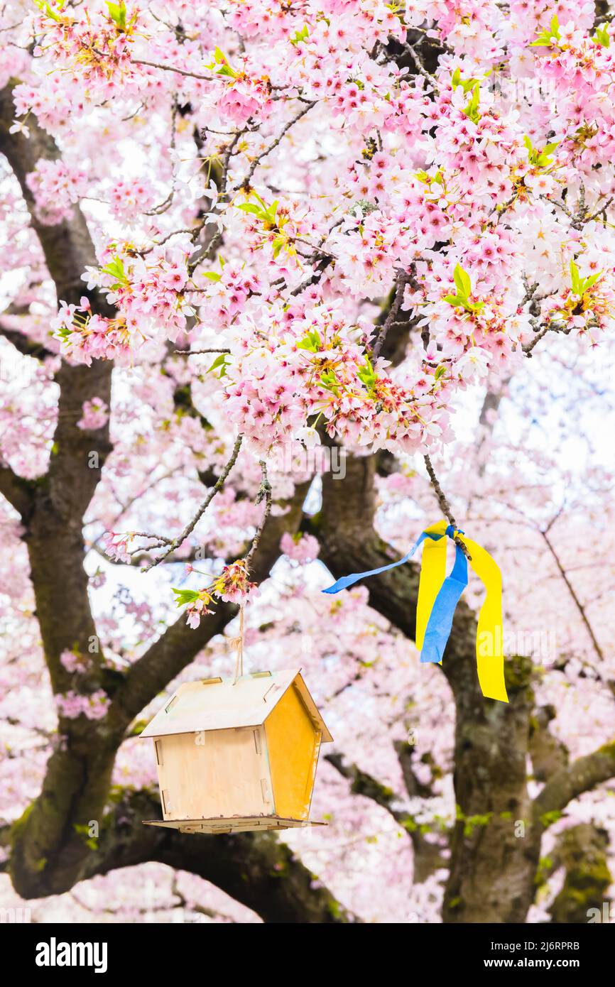 Rosa Kirschblüte Baum mit Vogelhaus und Blau und Gelb Ribbons zur Unterstützung der Ukraine Stockfoto