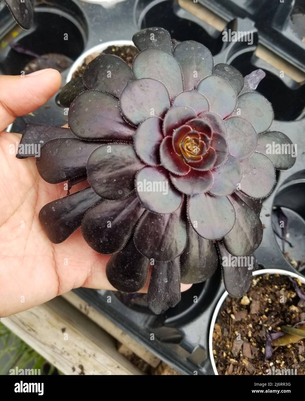 Schöne schwarze Aeonium Rose, eine dunkle, sukkkkkkkende Farbe Stockfoto