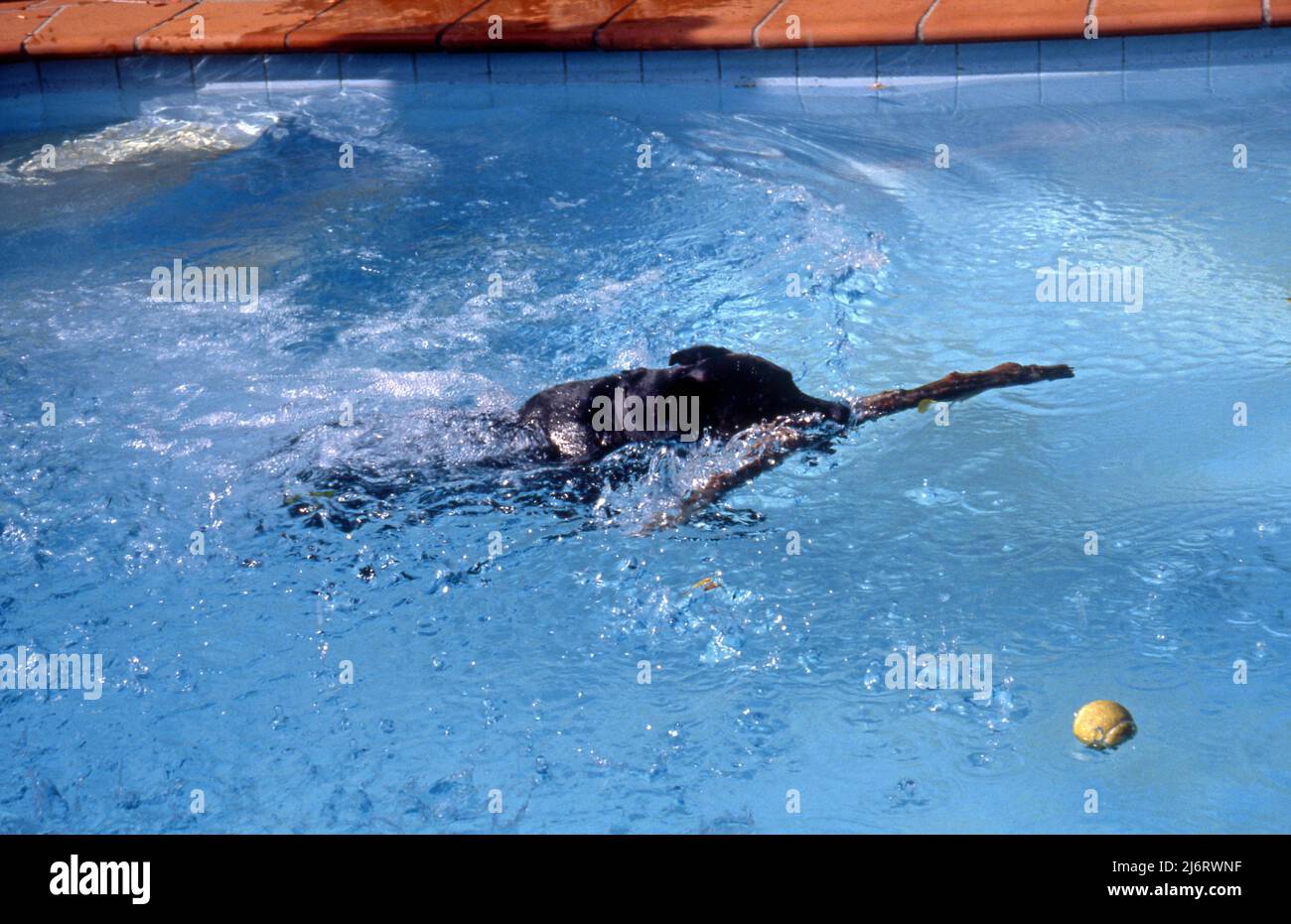 SCHWIMMBÄDER KÖNNEN EINE GUTE MÖGLICHKEIT SEIN, EINEN HUND ZU TRAINIEREN, DER STÖCKE UND KUGELN JAGT. HIER SIEHT MAN EINEN SCHWARZEN LABRADOR, DER EINEN STOCK AUS DEM POOL HOLT. Stockfoto