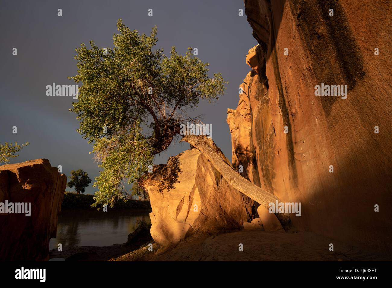 Der Sonnenuntergang leuchtet auf Felsbrocken, Cottonwood Tree und Canyon Wall, Green River, Utah. Stockfoto