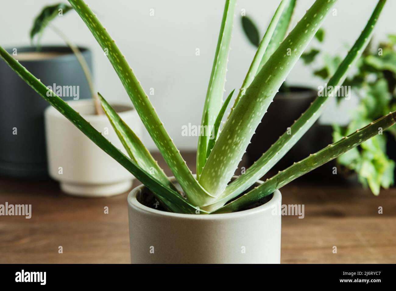 Aloe Pflanze Stillleben Stockfoto