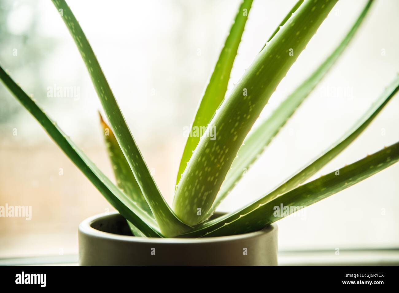 Aloe Pflanze Stillleben Stockfoto