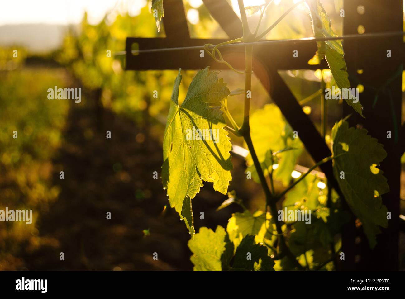 Traubenblätter aus nächster Nähe in einem Weingarten im Napa Valley, Kalifornien Stockfoto