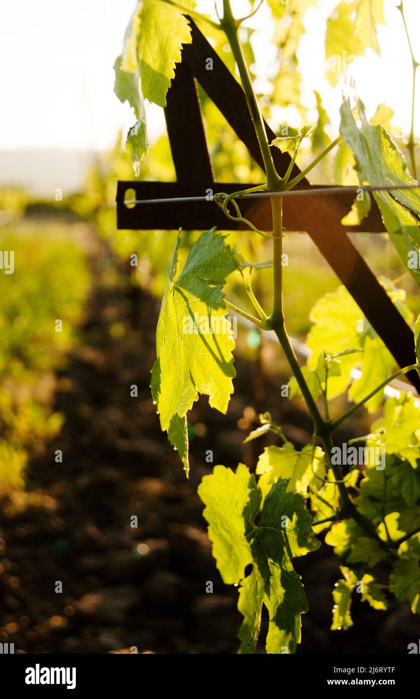 Traubenblätter aus nächster Nähe in einem Weingarten im Napa Valley, Kalifornien Stockfoto