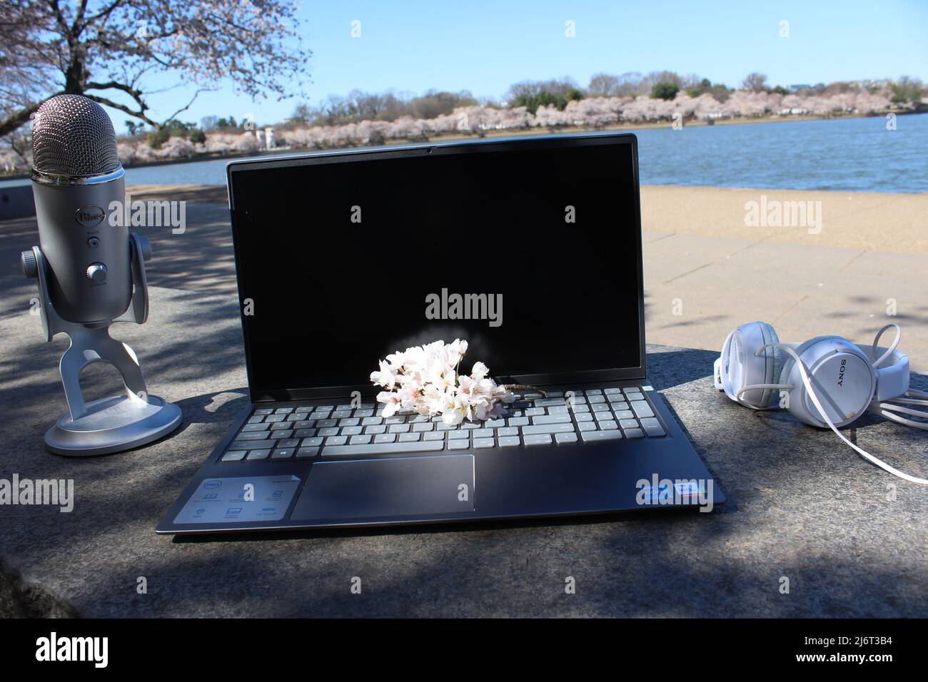 Schöne rosa Kirschblüte Laptop-Computer DC Waterfront Stockfoto