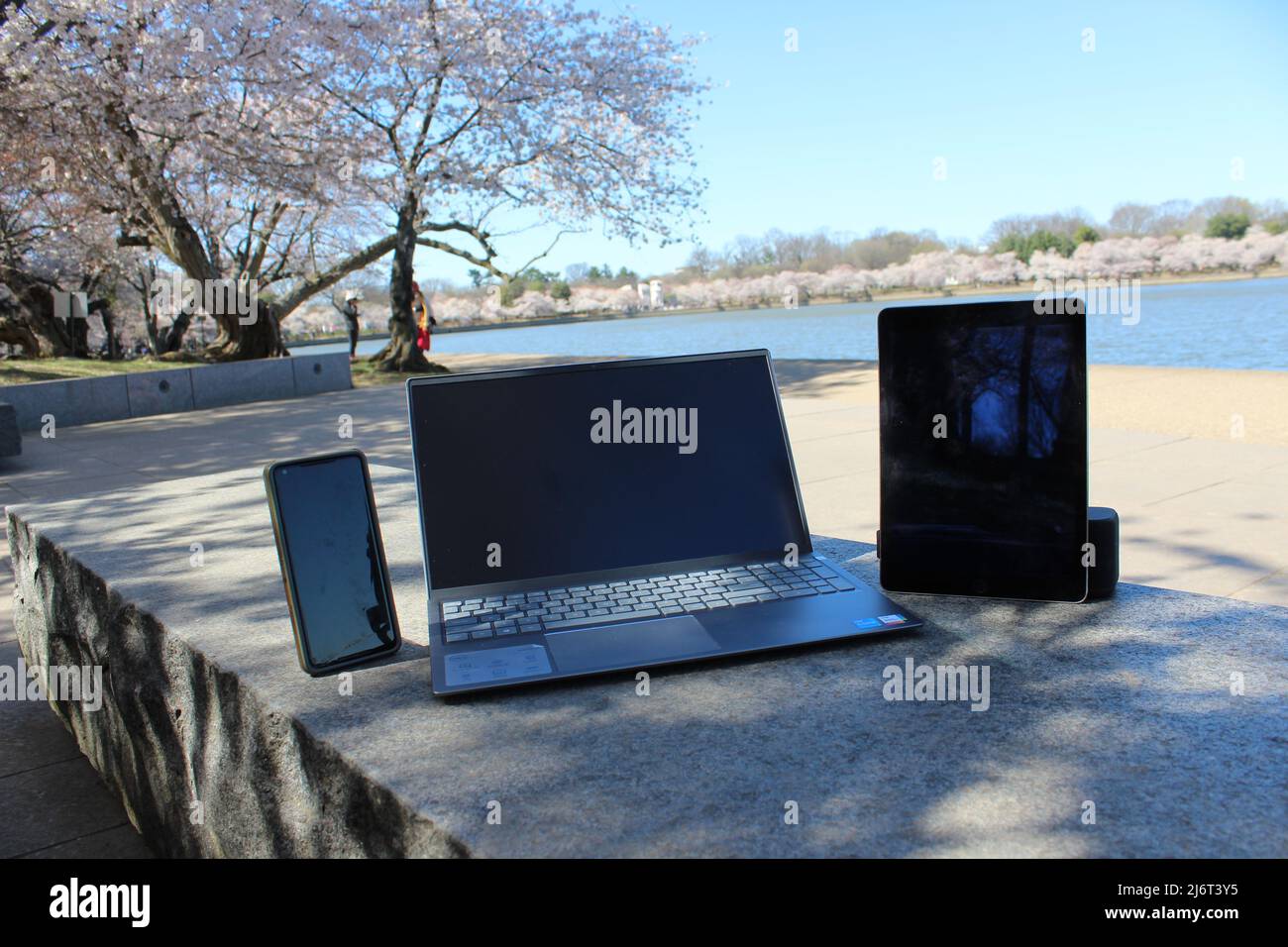 Sunny Laptop Computer Handy Tablet Cherry Blossoms Stockfoto