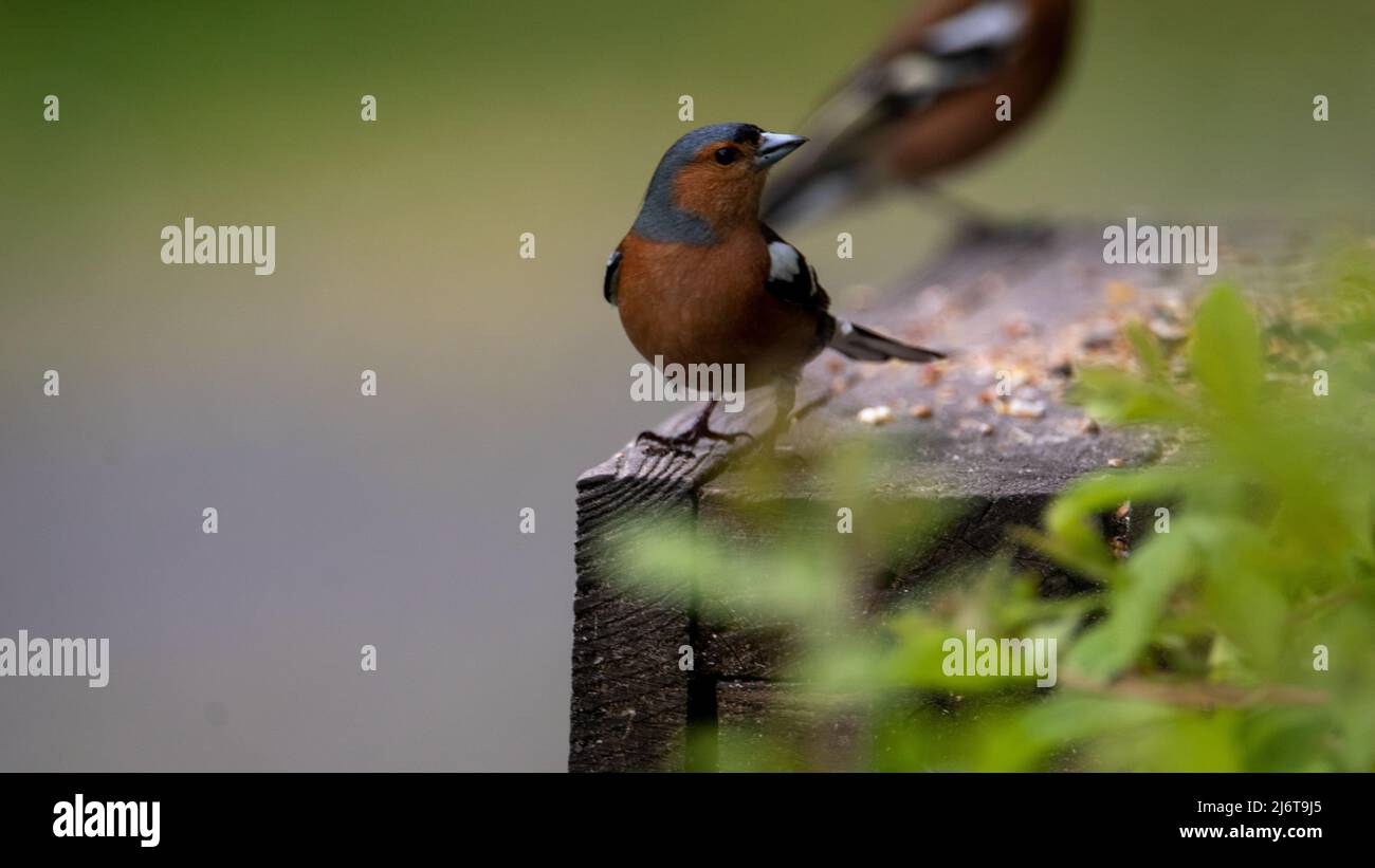 Buchfinken füttern auf Vogeltisch Stockfoto
