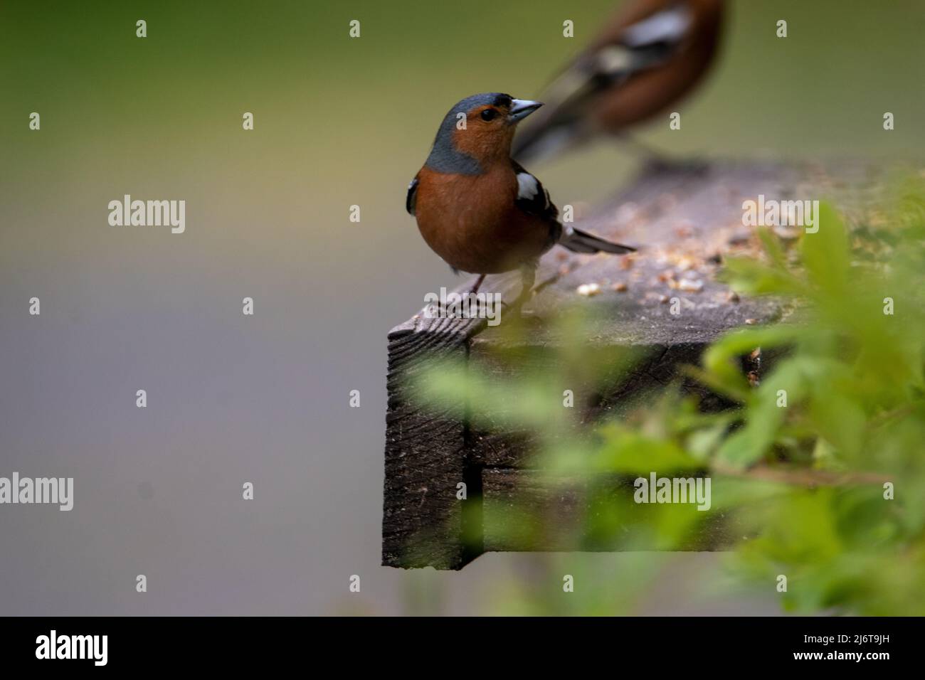 Buchfinken füttern auf Vogeltisch Stockfoto