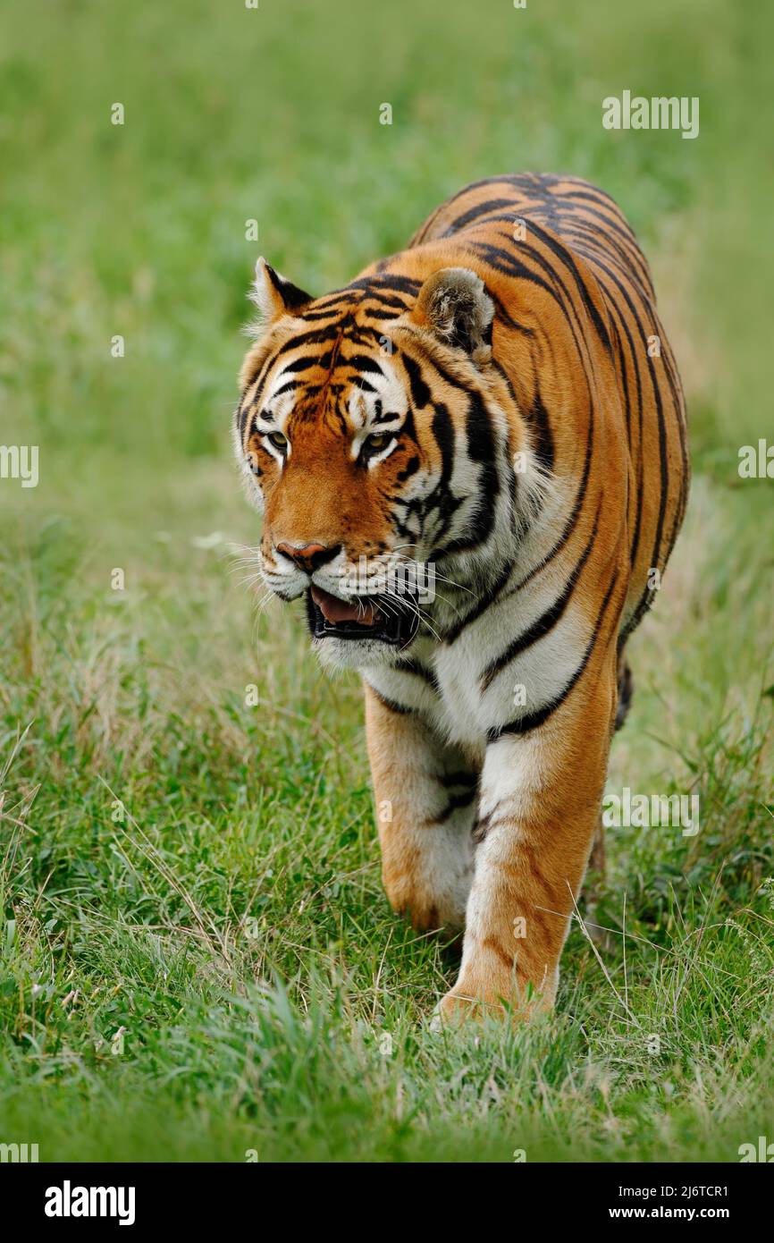 Beutetier Amur oder Sibirischer Tiger, Panthera tigris altaica, im Gras wandern Stockfoto
