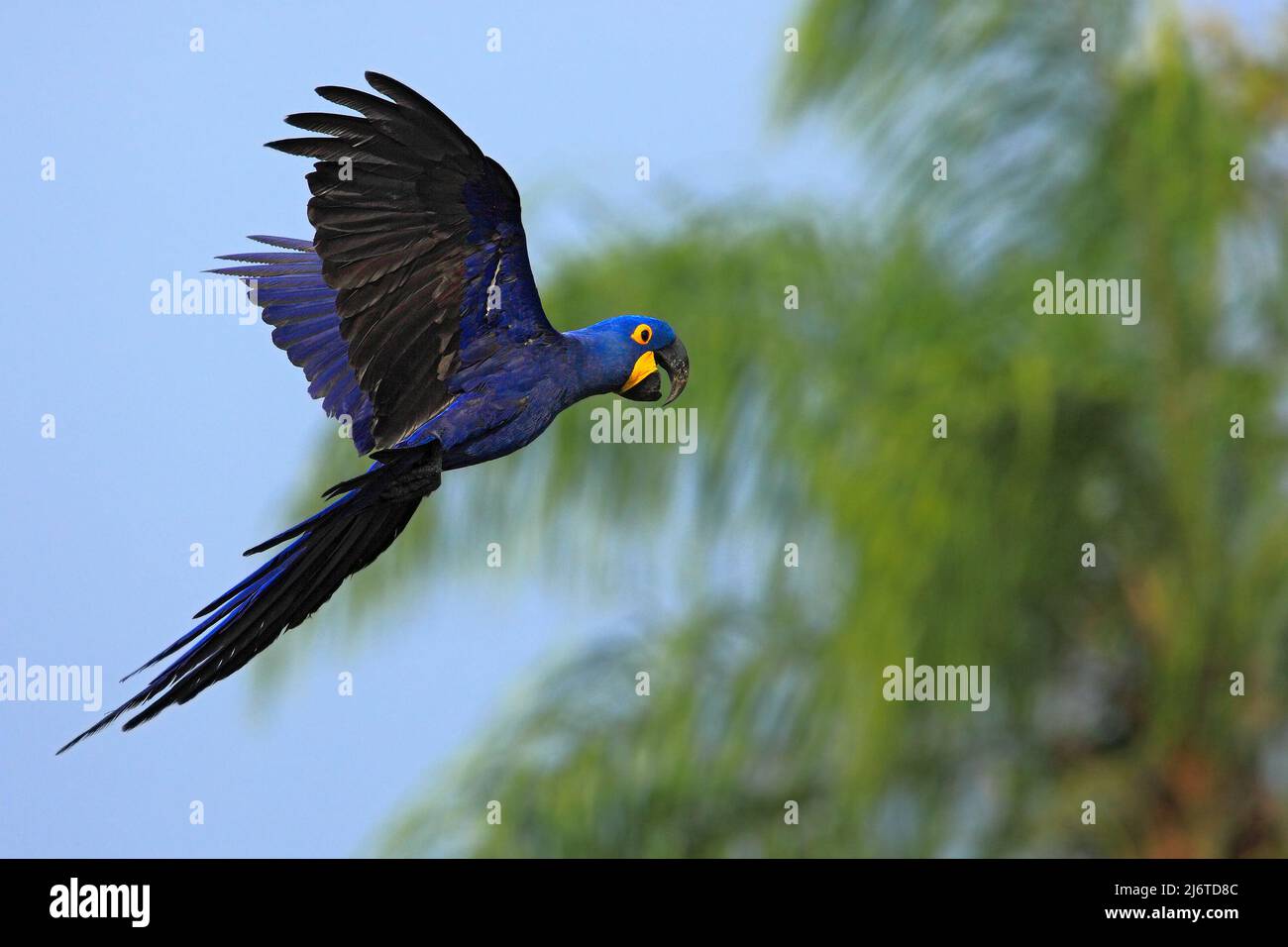 Großer blauer Papagei Hyazinth-Ara, Anodorhynchus hyazinthus, wilder Vogel, der am dunkelblauen Himmel fliegt, Actionszene in der Natur, grüne Palme Stockfoto