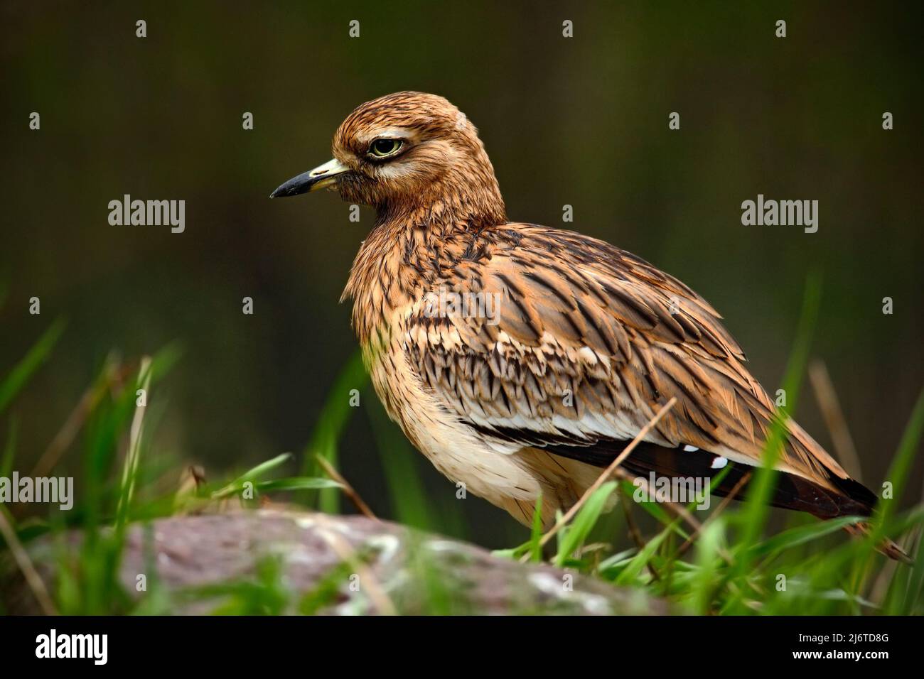 Steincurlew, Burhinus oedicnemus, sitzend im Gras mit Stein, Vogel in der Natur Lebensraum, Eurasische Steincurlew kommt in ganz Europa, Norden Stockfoto