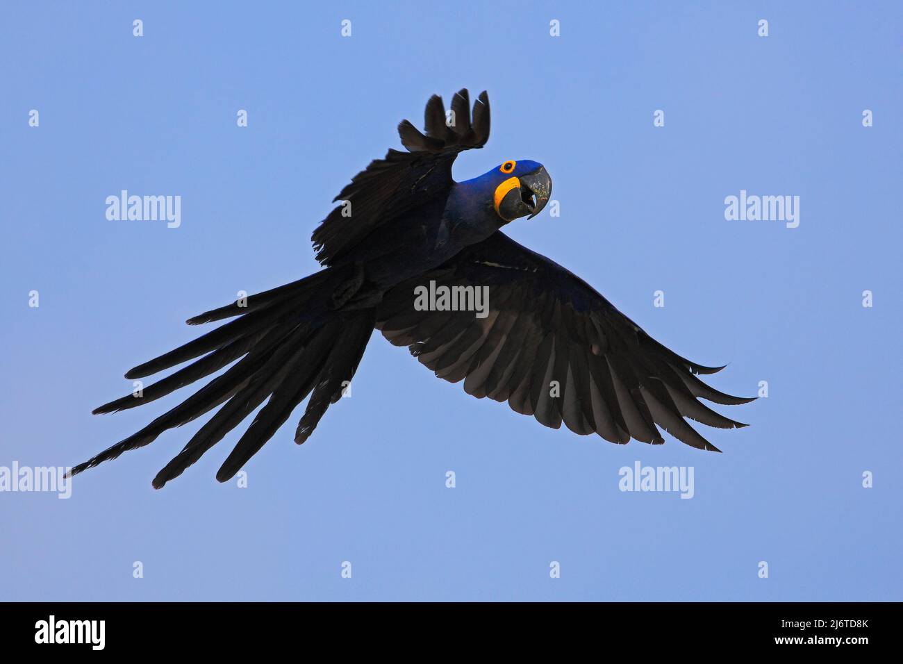 Großer blauer Papagei Hyazinth-Ara, Anodorhynchus hyazinthus, wilder Vogel, der am dunkelblauen Himmel fliegt, Actionszene in der Natur, Pantanal, Brazi Stockfoto