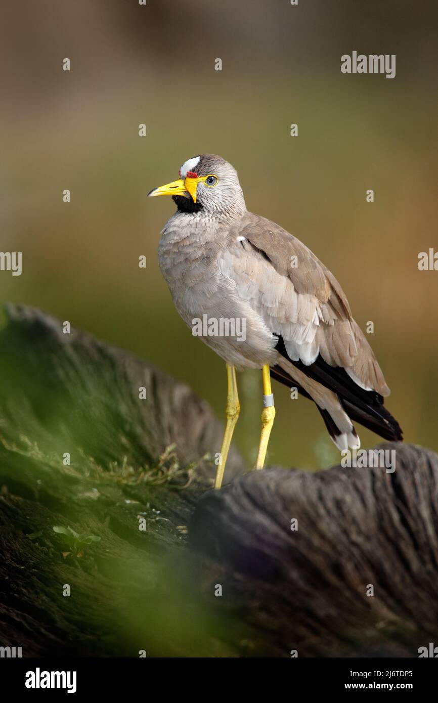 Afrikanischer Vogel mit Kiebitz, Vanellus senegallus, mit gelbem Schnabel Stockfoto