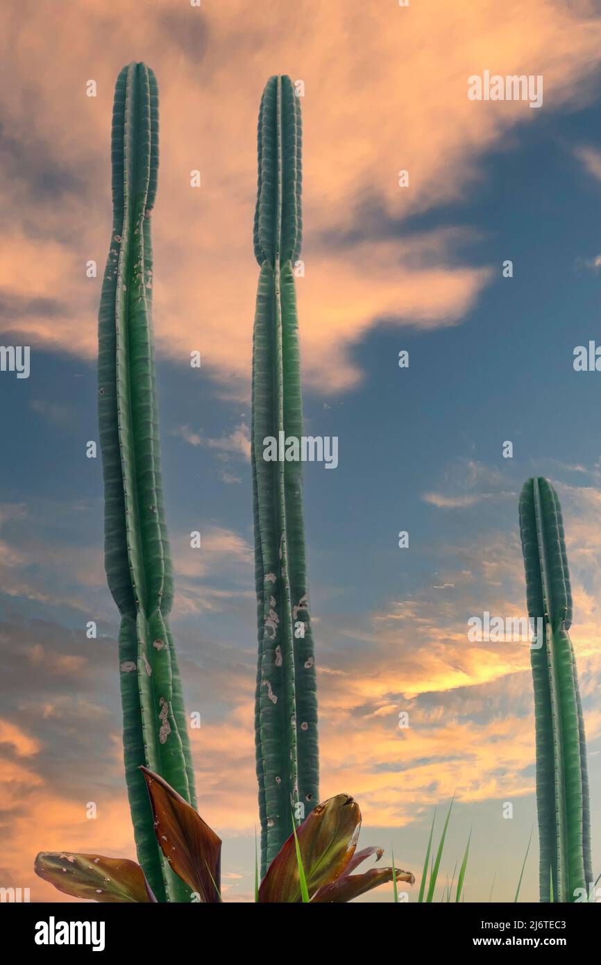 Drei hohe Kakteen vor einem blauen und goldenen Himmel bei Sonnenaufgang am Morgen Stockfoto