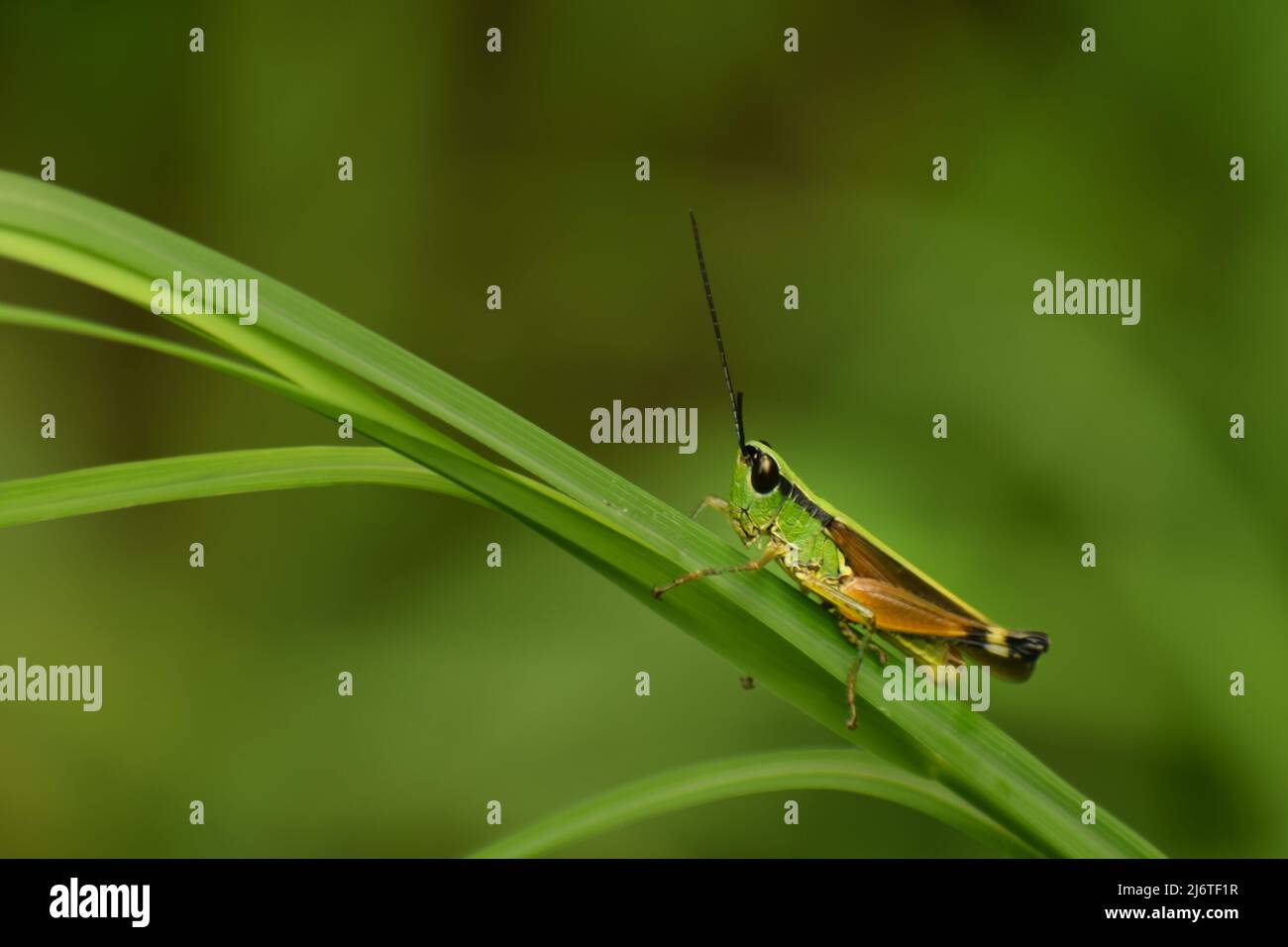 Grasshopper auf grünem Blatt. Ceracris ist eine Gattung von Heuschrecken aus der Familie Acrididae, Unterfamilie Oedipodinae, Stockfoto