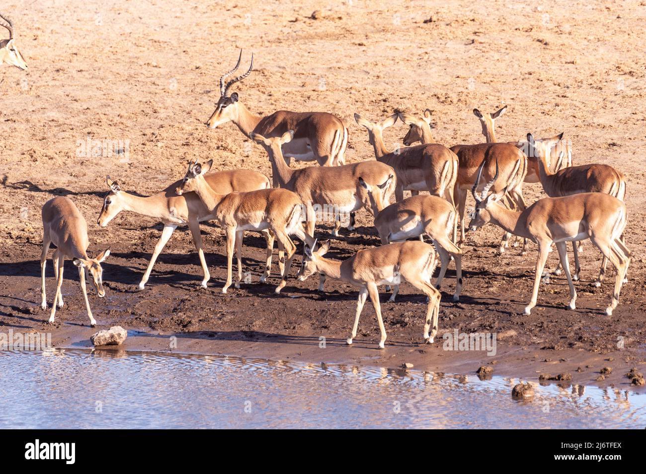 Eine Gruppe von Impalas, die aus einem Wasserloch im Etosha National Park, Namibia, trinken. Stockfoto