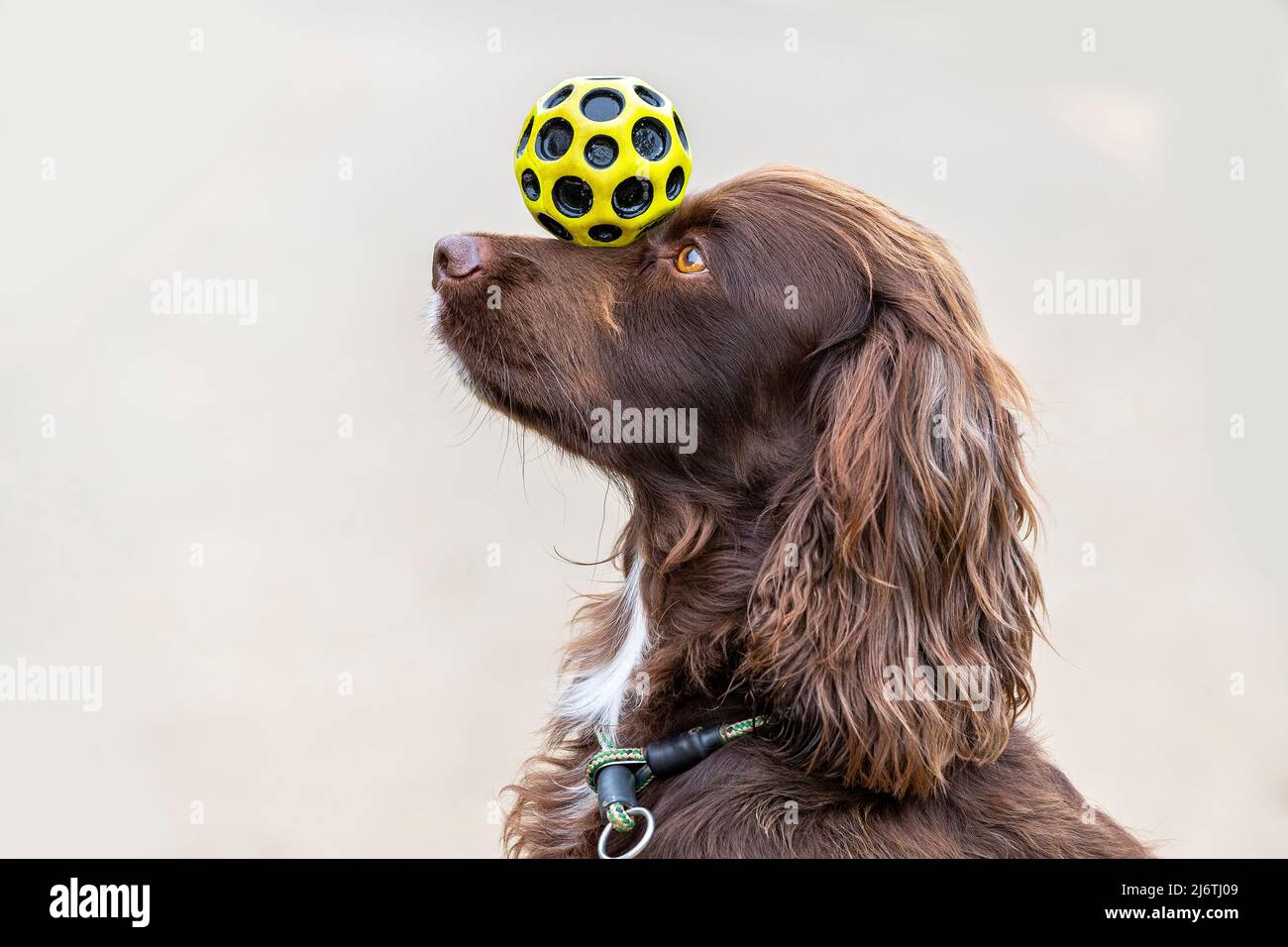 Cocker Spaniel balanciert einen gelben Ball auf seiner Nase. Stockfoto