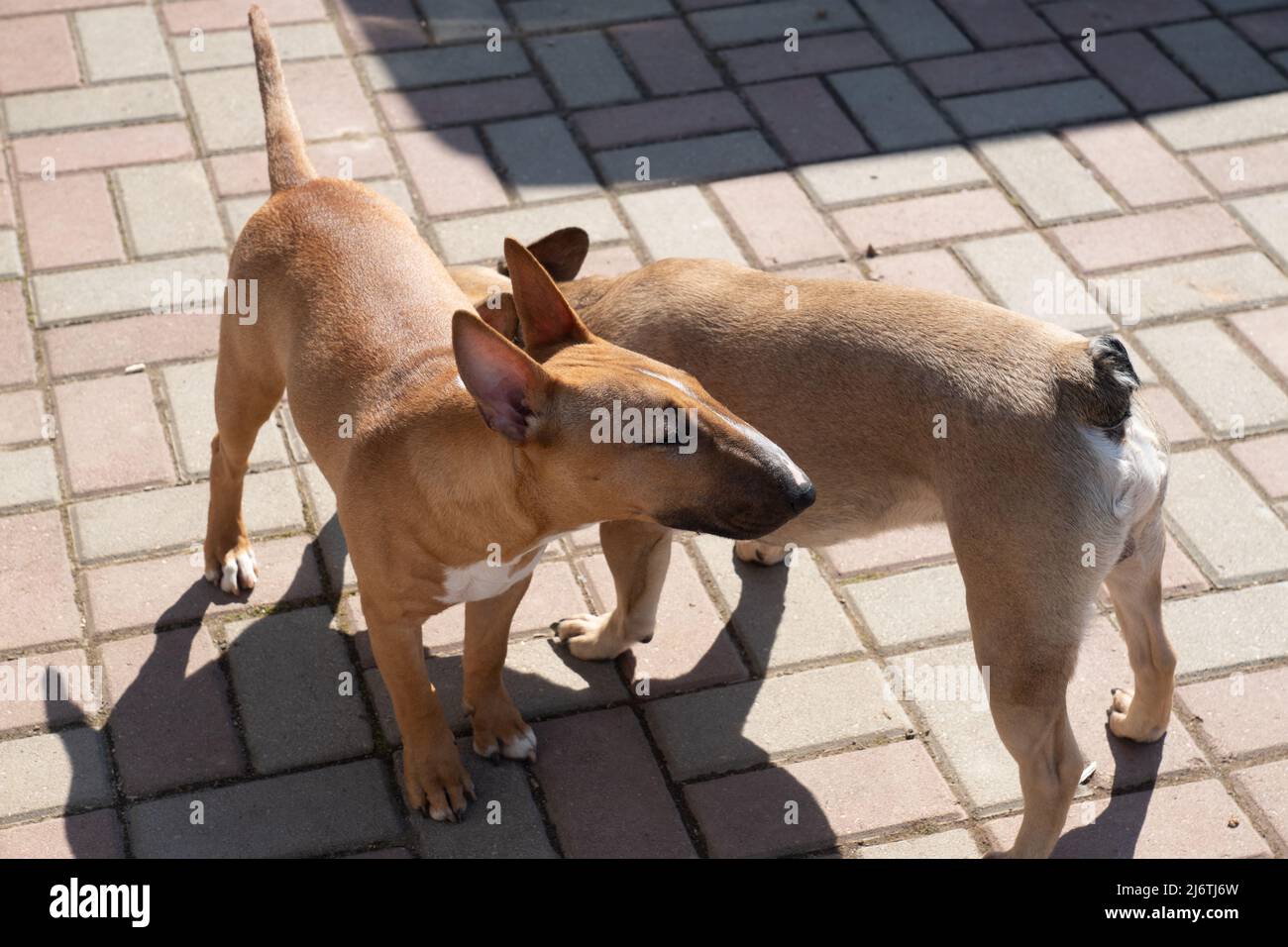Zwei Hunde spielen im Hinterhof im Freien. GRED Miniatur-Bullterrier und französischer Bulldogge schnüfferten sich gegenseitig Stockfoto