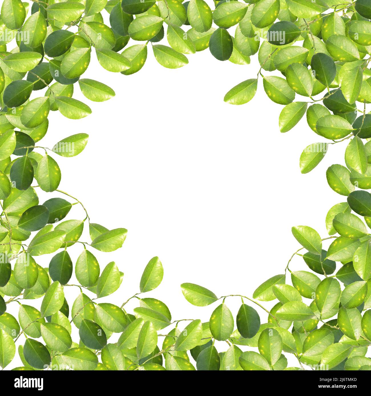 Grüne Blätter auf weißem Hintergrund. Kranz, Rahmen, Rand. Grußkarte, Poster, Banner mit Platz für Text Stockfoto
