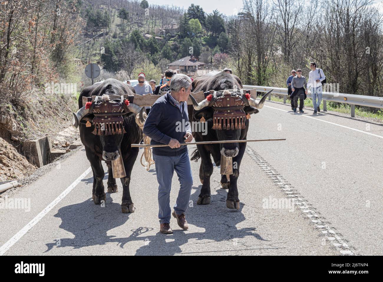 Der Fahrer führt die Ochsen entlang der Straße. In Molinos de Duero ist es Tradition, den Monat Mai mit dem Mai-Pingado zu begrüßen, alle Bewohner der Stadt treffen sich, um die beste zuvor ausgewählte Kiefer auszuwählen, Am Tag zuvor gehen sie in den Wald, um nach der höchsten und schlanksten Kiefer zu suchen.Diese Tradition wird durchgeführt, um den Beginn des Frühlings und die Fruchtbarkeit des Landes zu feiern. (Foto von Jorge Contreras Soto / SOPA Images/Sipa USA) Stockfoto