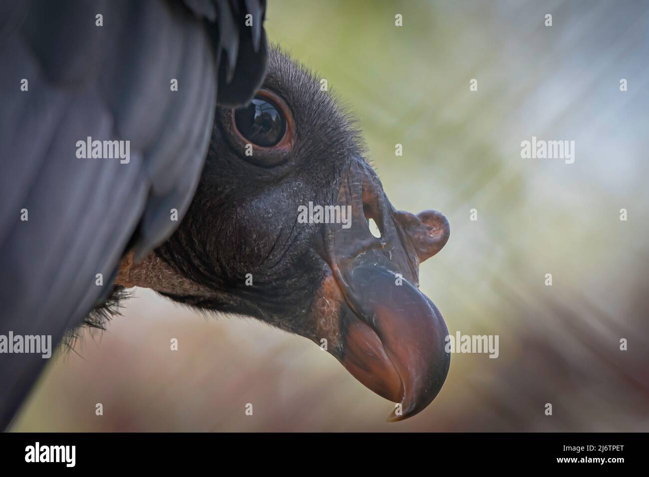 Ein südamerikanischer Königsgeier sitzt auf einem Baum mit buntem Hintergrund Stockfoto