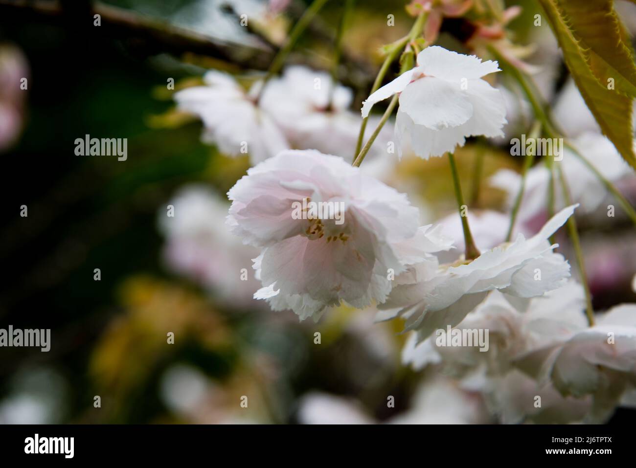 Japanische blühende Kirsche, Prunus Shogetsu, auch bekannt als Prunus Shimidsu, The Blushing Bride Stockfoto