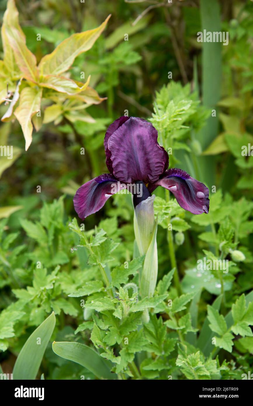 Iris pumila 'Cherry Garden' ist eine Zwergbärtige Iris Stockfoto