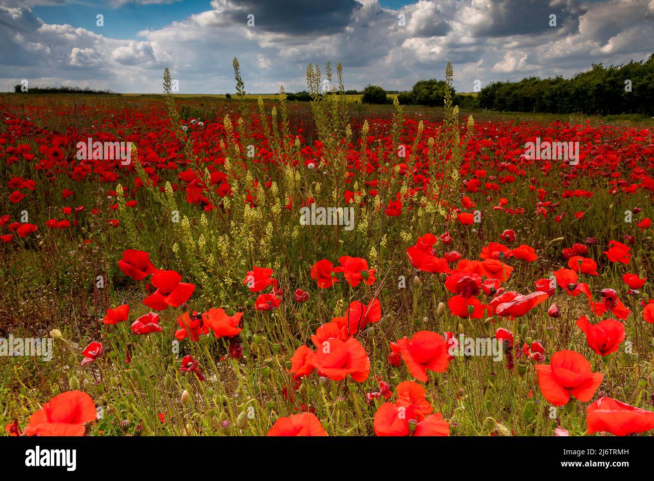 Poppy Field bei Badbury Rings in Dorset Stockfoto