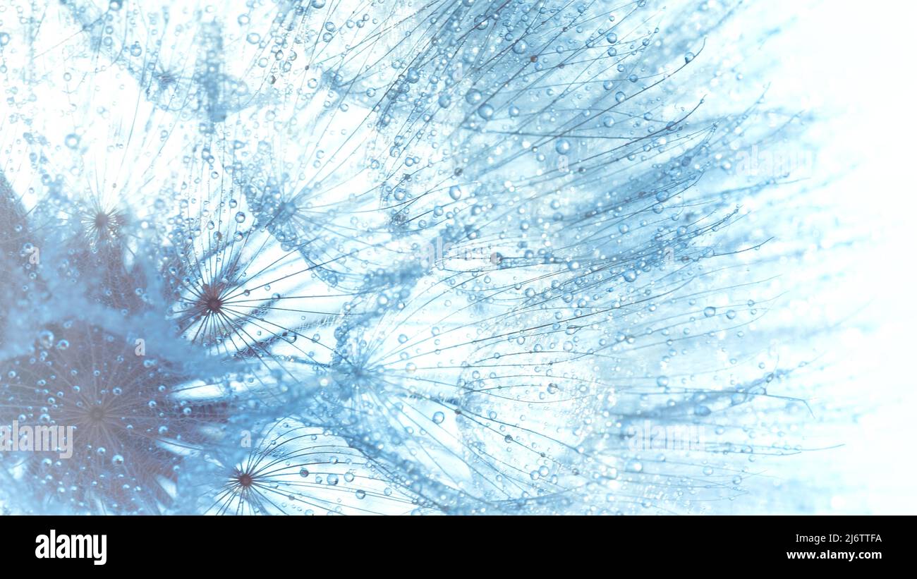 Abstraktes Makro Foto Löwenzahn Blume Samen mit Wassertropfen Hintergrund. Nahaufnahme mit weichem Fokus für Desktop. Pastell Blautöne. Für Hintergrund drucken. Stockfoto
