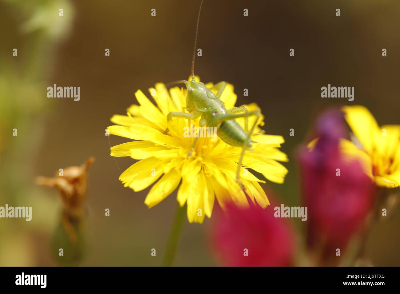 senecio gallicus eine schöne gelbe Blume mit einem Insekt Stockfoto