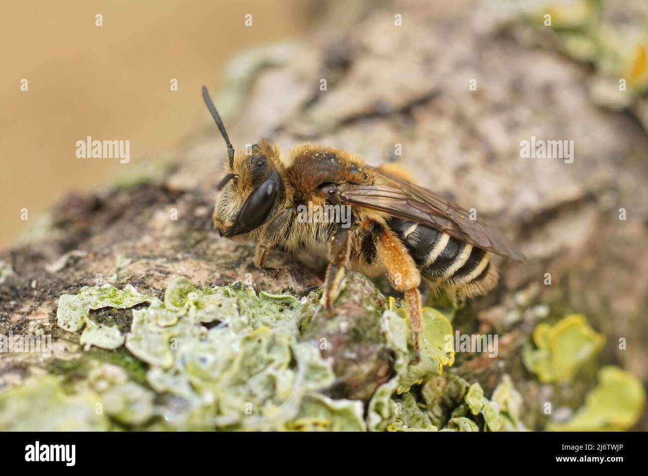 Nahaufnahme eines Hündchens der eher seltenen Andrena albofasciata Solitärbiene, die auf einem Stück Holz auf dem Feld sitzt Stockfoto