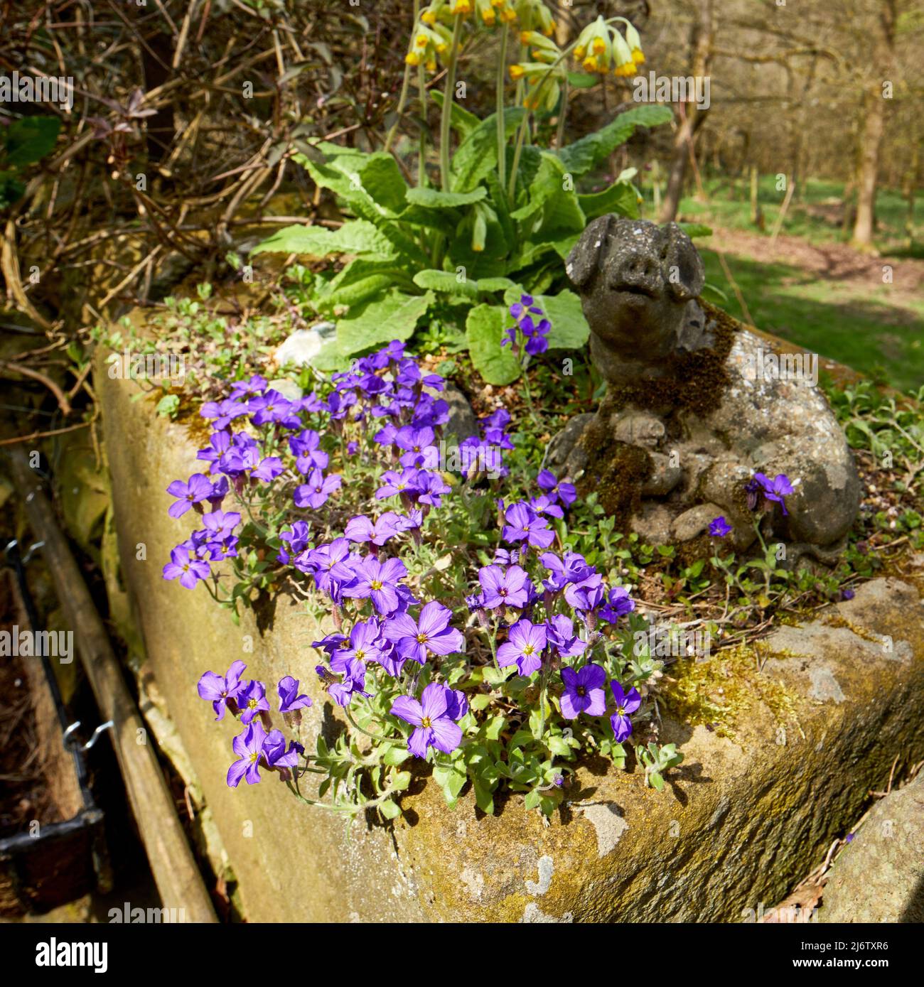 Aubretia blüht in einem Steintrog in North Yorkshire Stockfoto