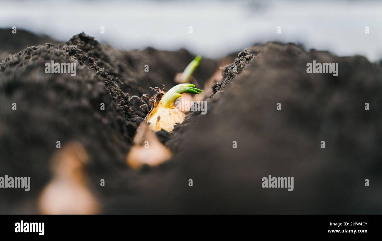 Der Prozess der Pflanzung von Zwiebeln im Garten. Glühlampe in eine Vertiefung im Boden Stockfoto