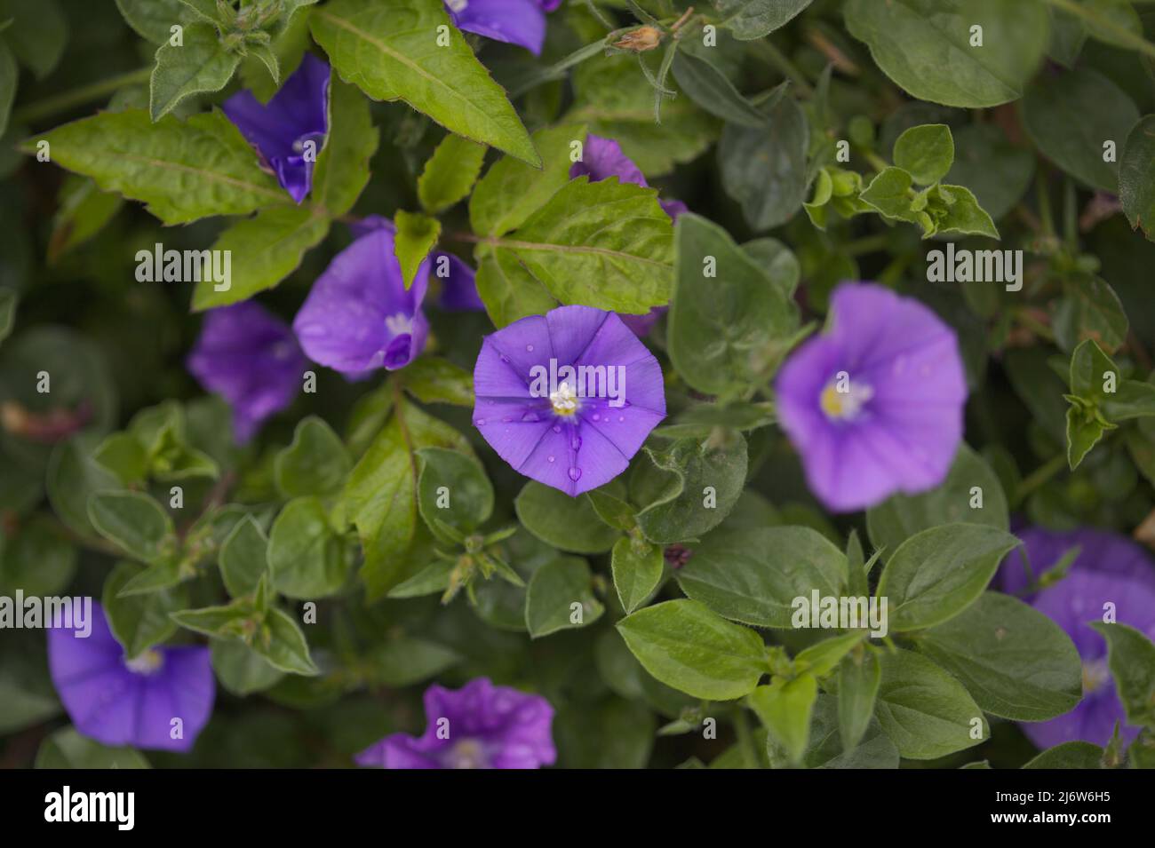 Convolvulus sabatius, blaue Felsenbindekraut, natürlicher Makro-floraler Hintergrund Stockfoto