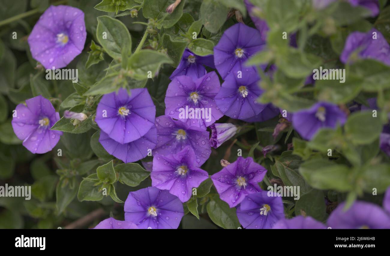 Convolvulus sabatius, blaue Felsenbindekraut, natürlicher Makro-floraler Hintergrund Stockfoto