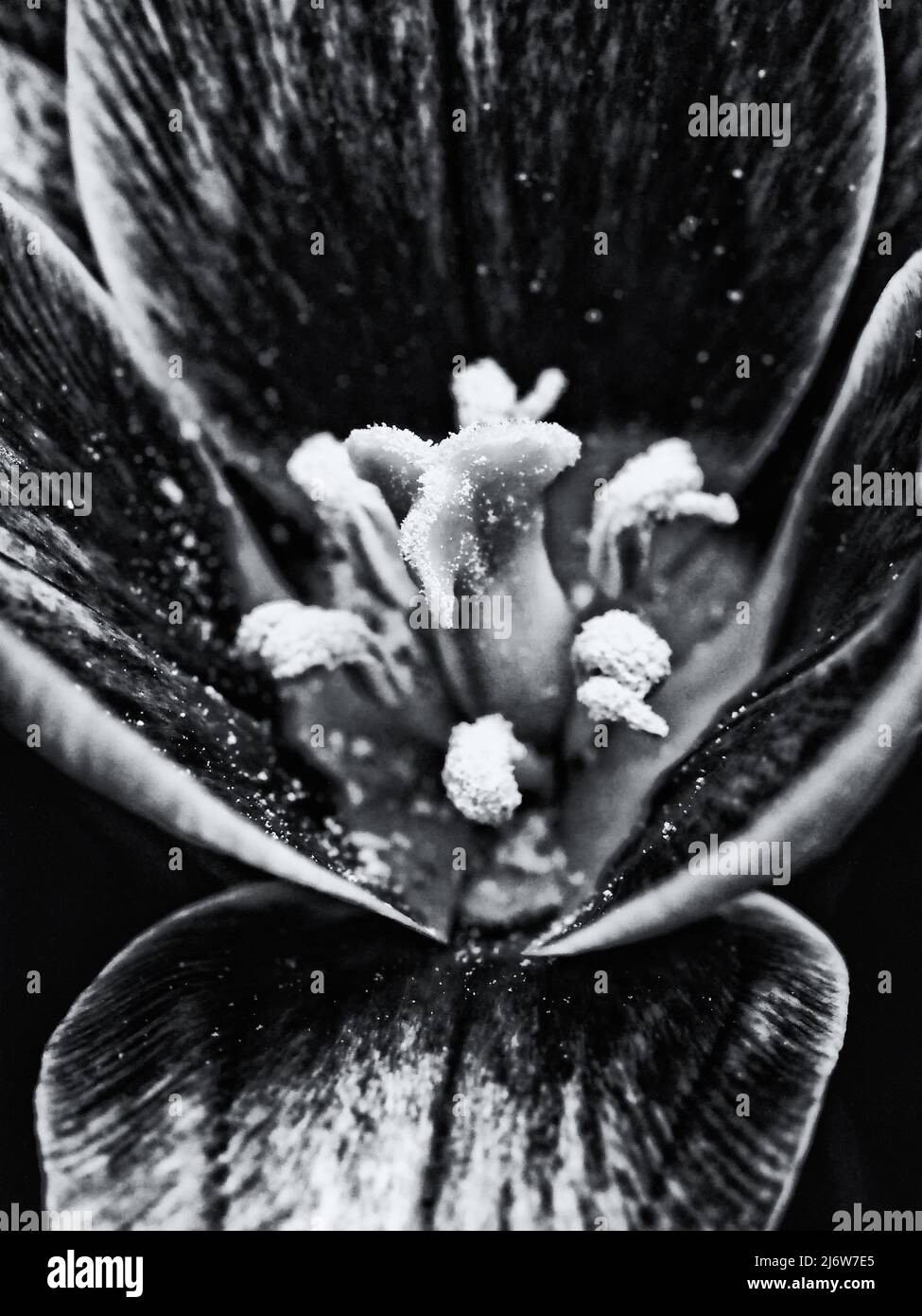 Monochrome Makroaufnahmen von Tulpenblüten mit Fokus auf Pistill in geringer Schärfentiefe Stockfoto