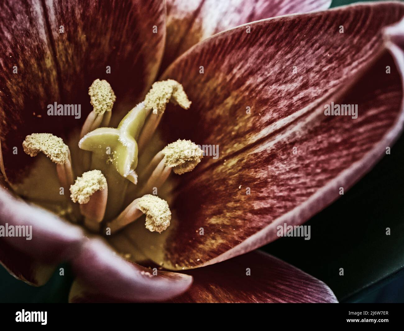 Makrobild der dunkelroten Blume einer Tulpe mit Fokus auf dem Stempel und Staubgefäßen in geringer Schärfentiefe Stockfoto