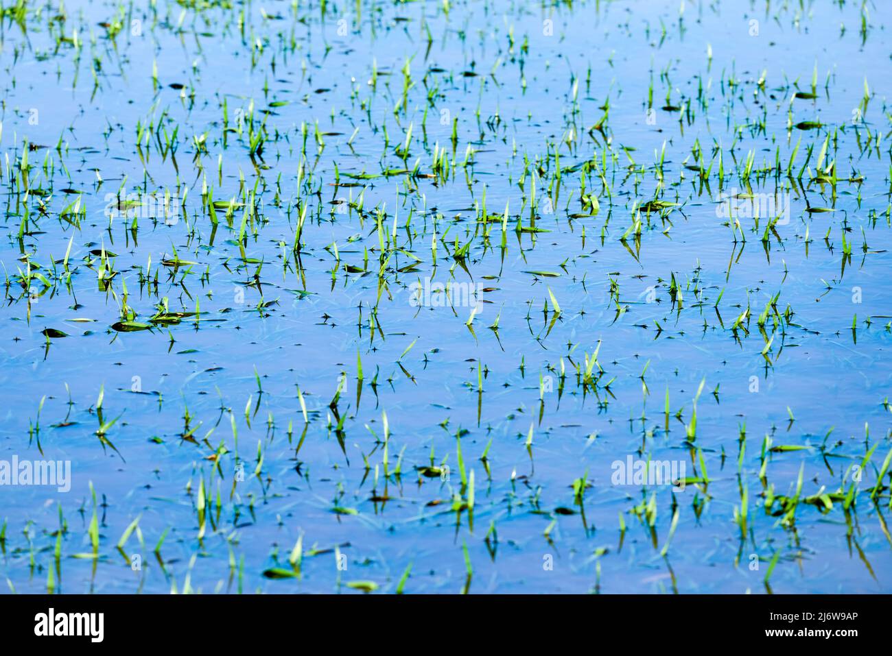 Überflutetes Gras Stockfoto