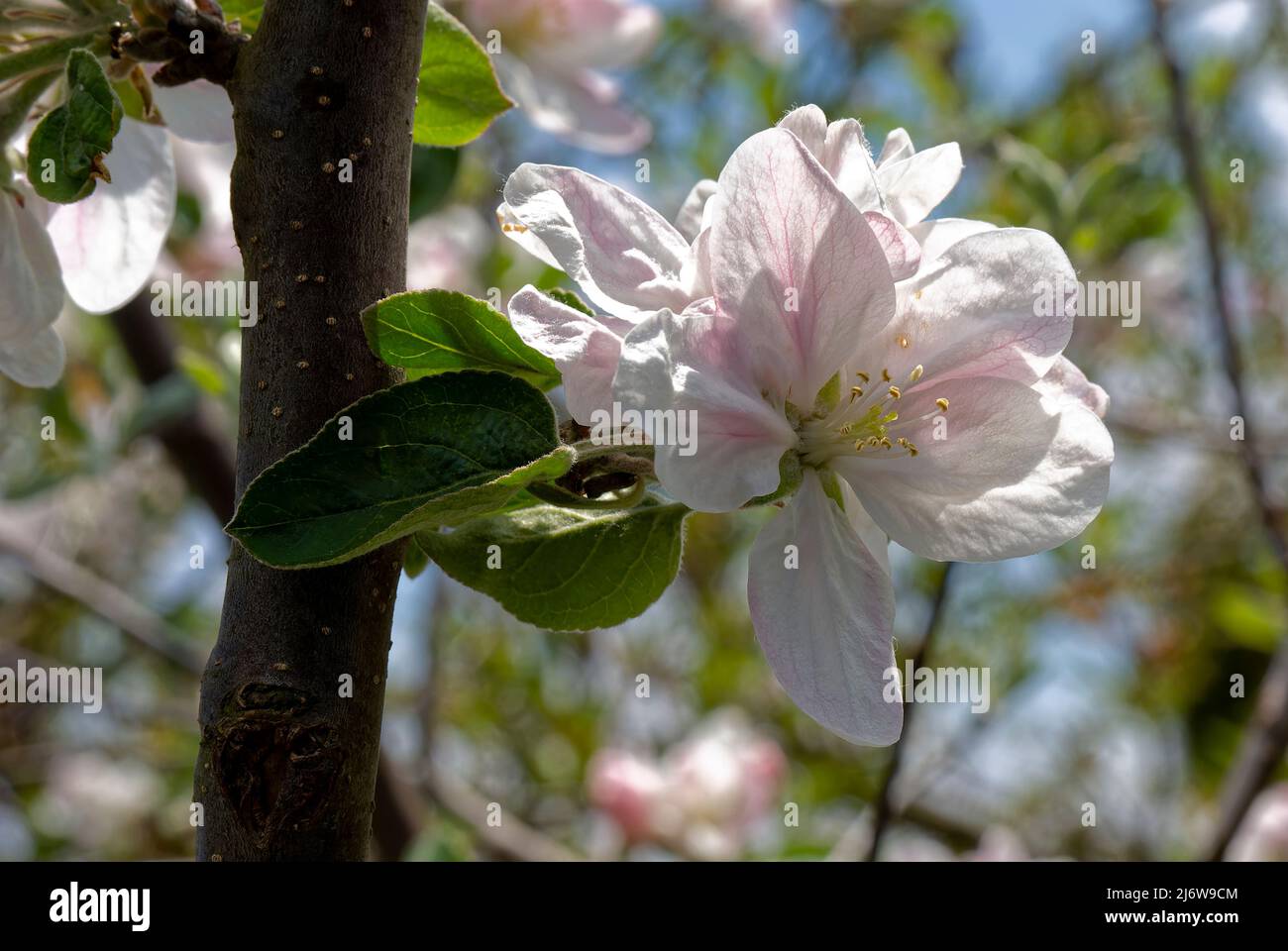 Apfelblüte aus der Nähe auf einem Zweig. Große aufgefaltete Apfelblüte - Makrofotografie. Sichtbare Staubgefäße des Blütenstands. Stockfoto