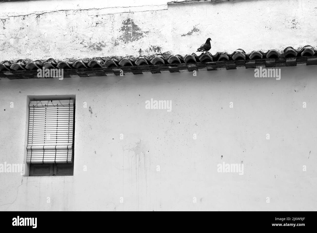 Einsame Taube auf einem Dachvorsprung neben dem Fenster Stockfoto