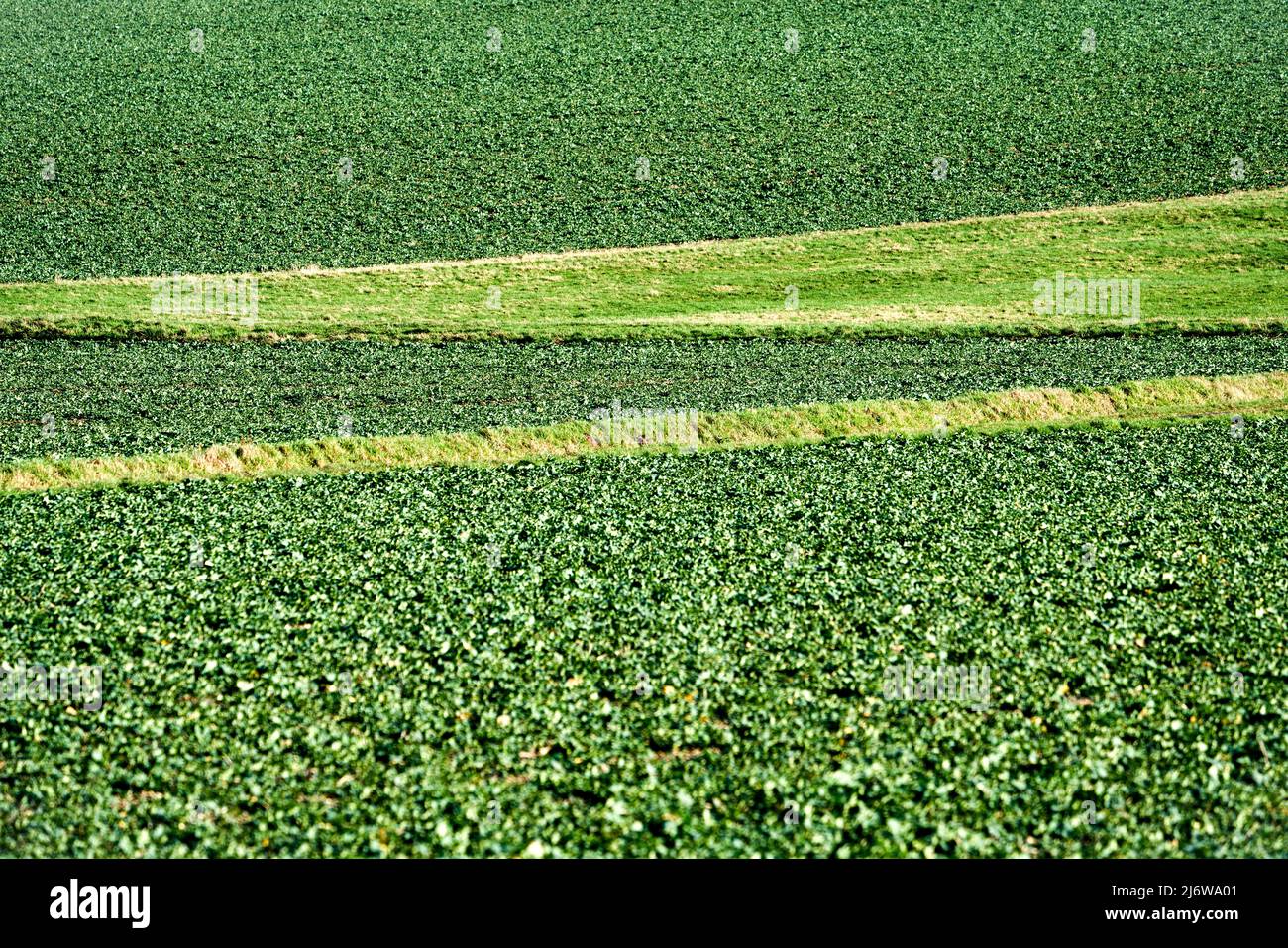 Landwirtschaftliche Felder in der Nähe von Gewissenruh, Wesertal, Weserbergland, Hessen, Deutschland Stockfoto