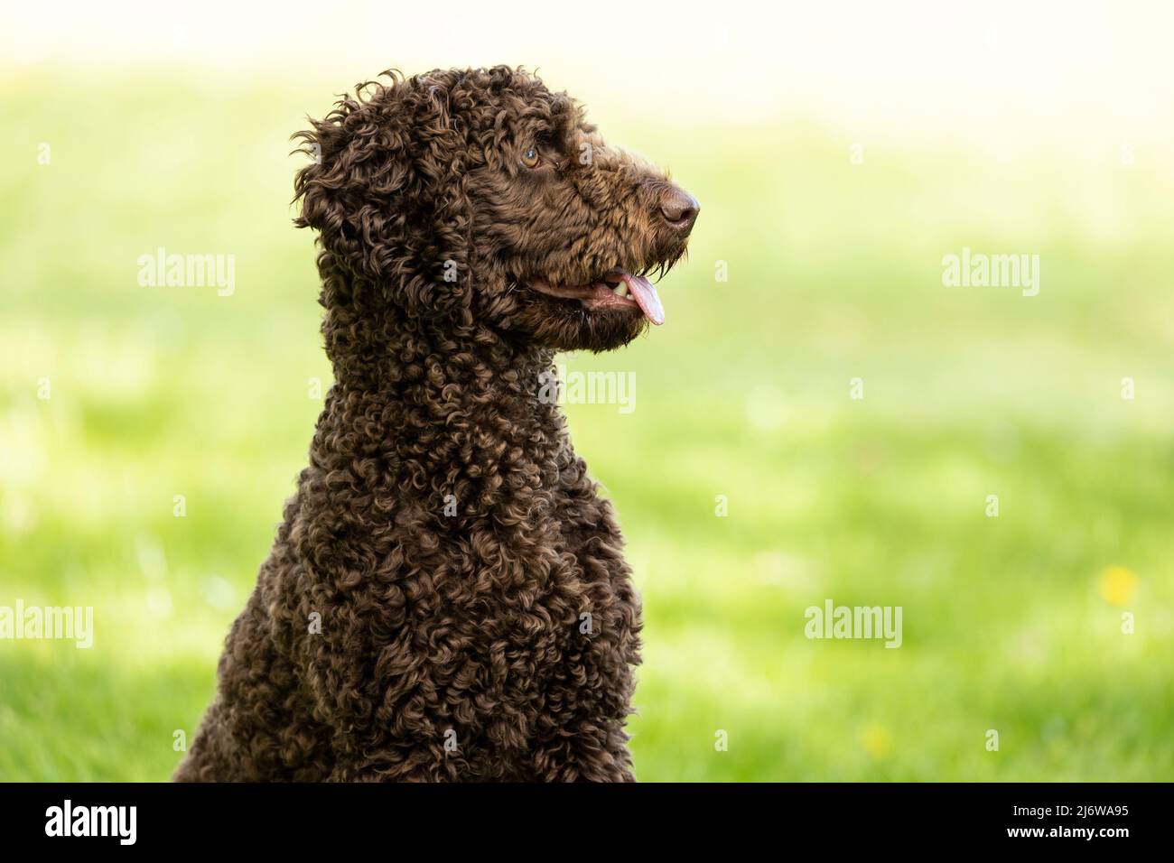 Junger Pudel-Welpe, der in aufrechter Position auf dem Gras seines Parks sitzt Stockfoto