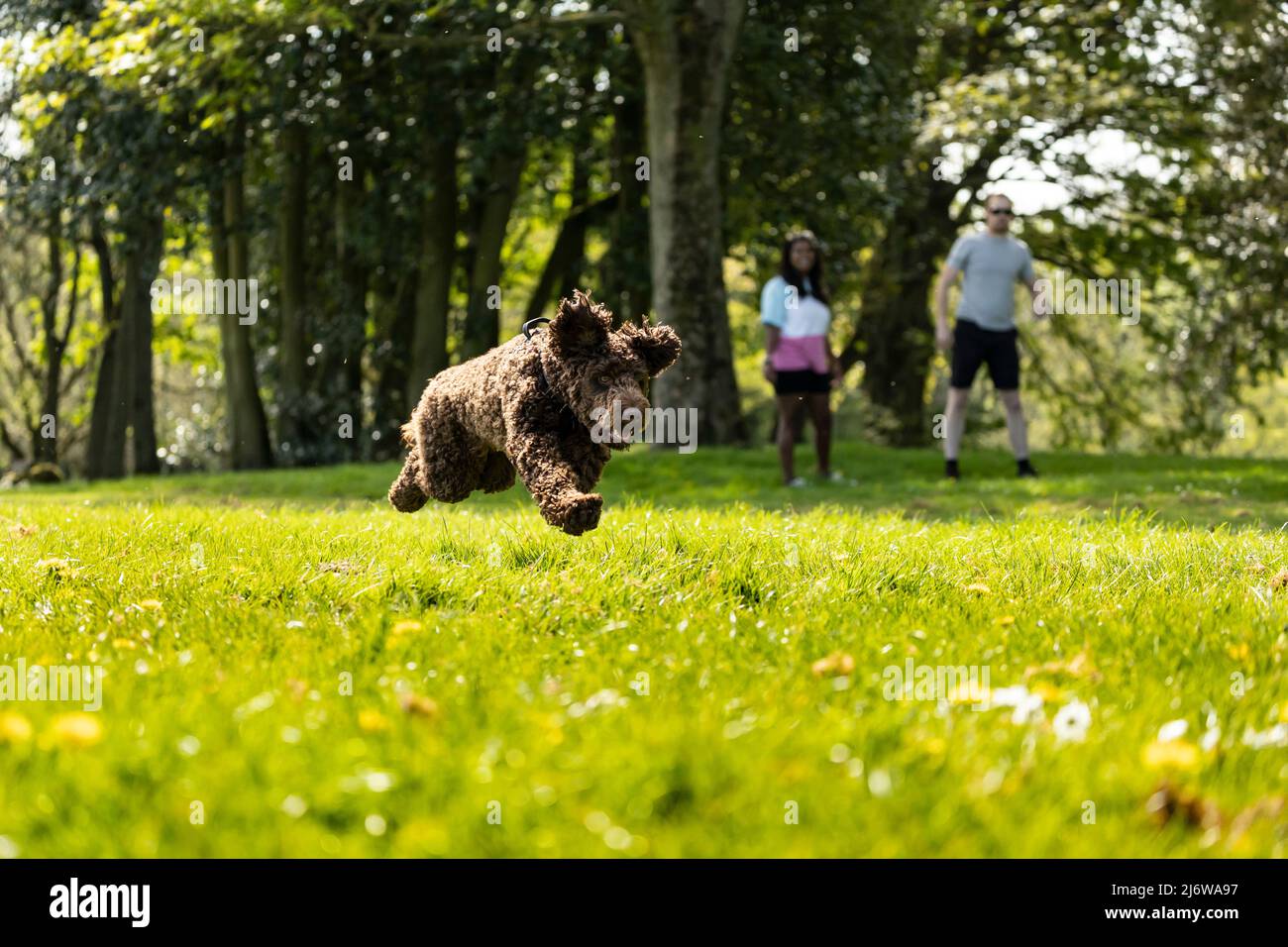 Junge asiatische Frau und weißer Mann mit ihrem Pudel laufen und laufen in der Frühlingssonne im Park Stockfoto