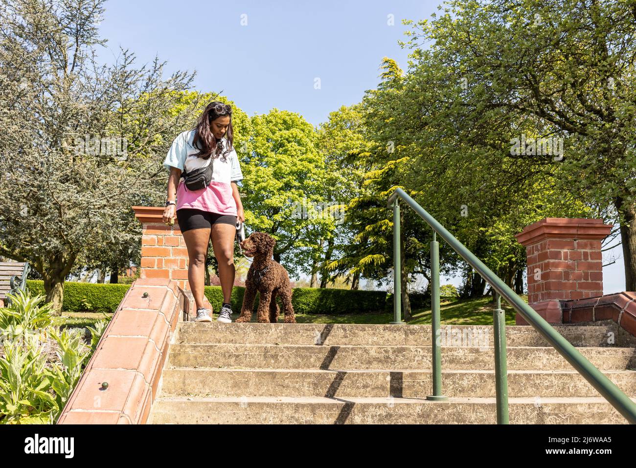 Asiatische Frau spielt mit einem Pudel Hund Welpen in einem Stadtpark. Junge Frau, die Hund lehrt und trainiert, gehorsam zu sein und Befehlen zu folgen Stockfoto