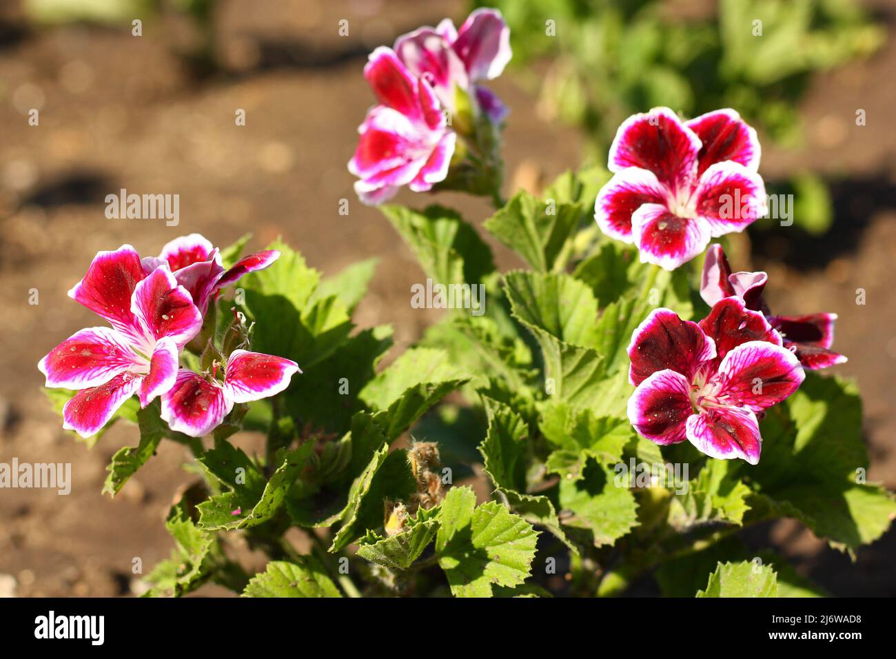 Geranium Elegance, Kaiserliche Pflanze burgundisch-violett, Mehrjährige Blumen. Hochwertige Fotos Stockfoto