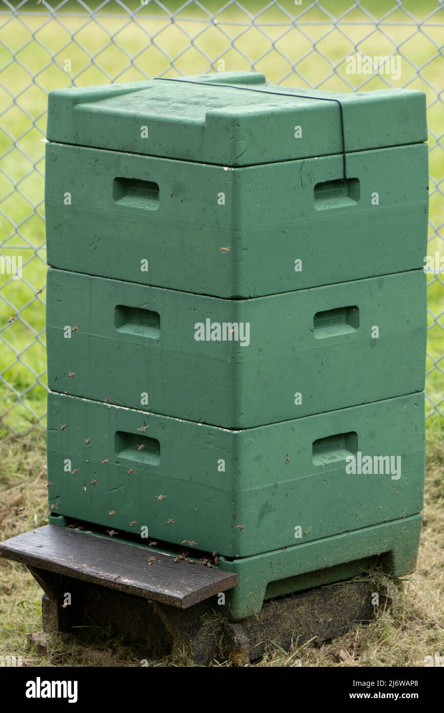 Seegeberger beute, Bienenstock mit 3 Rahmen Stockfoto