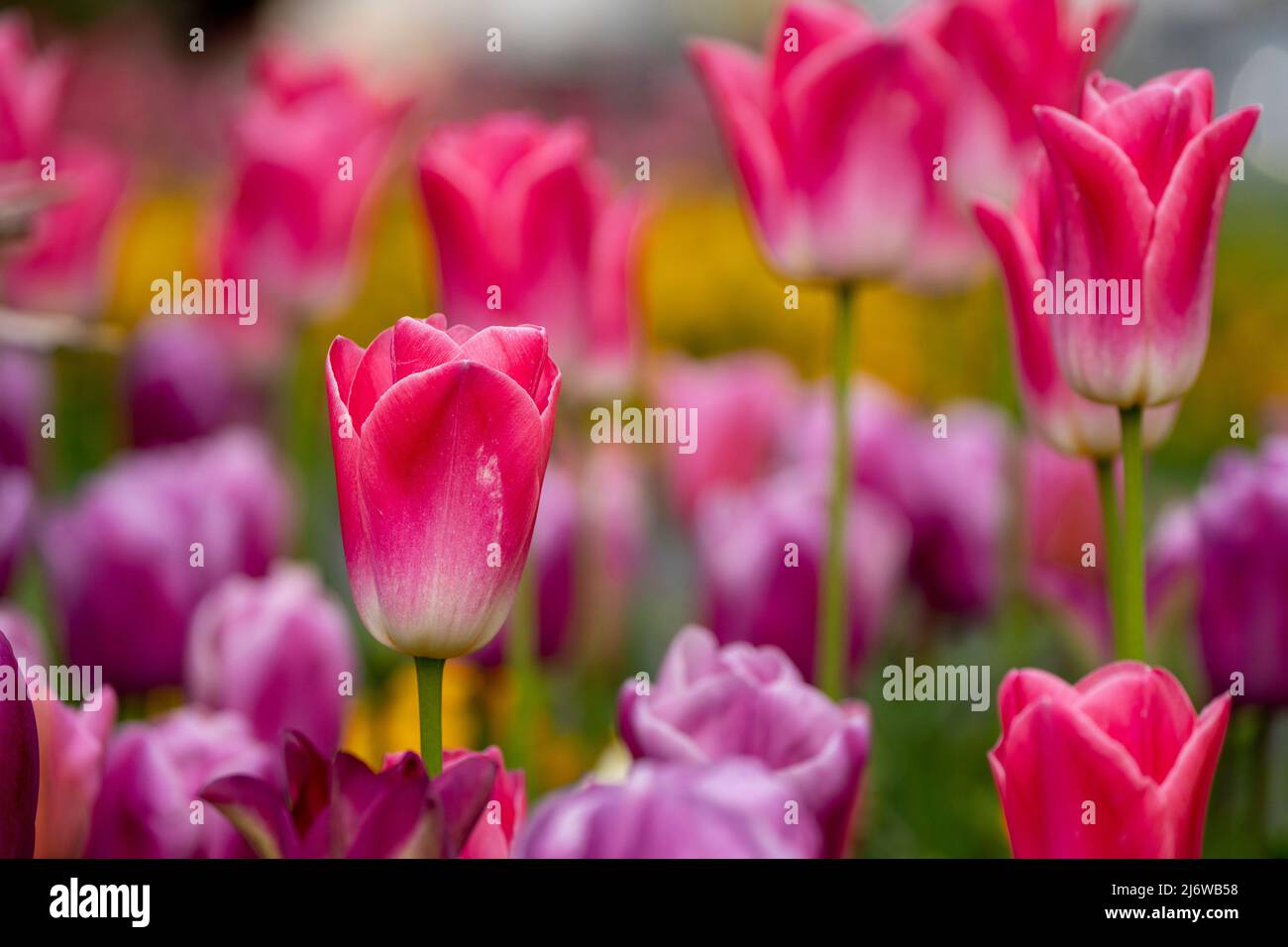 Pink und lila Tulpen-Tulipa, Großbritannien Stockfoto