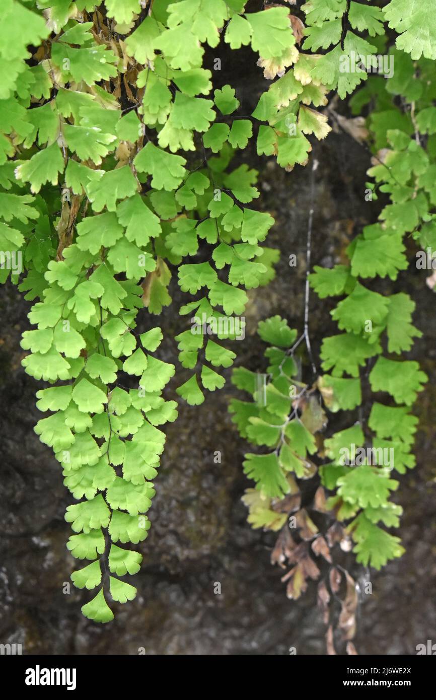 Adiantum capillus-veneris, wächst senkrecht in der Nähe von Wasserfällen Stockfoto