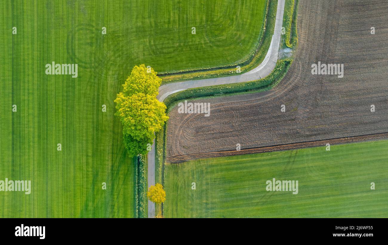 Luftaufnahme Drohne Aufnahme von frischem Grünfeld im Frühling in der Nähe von Brecht bei Antwerpen, Belgien mit kurviger Straße zwischen Feldern. Hochwertige Fotos Stockfoto